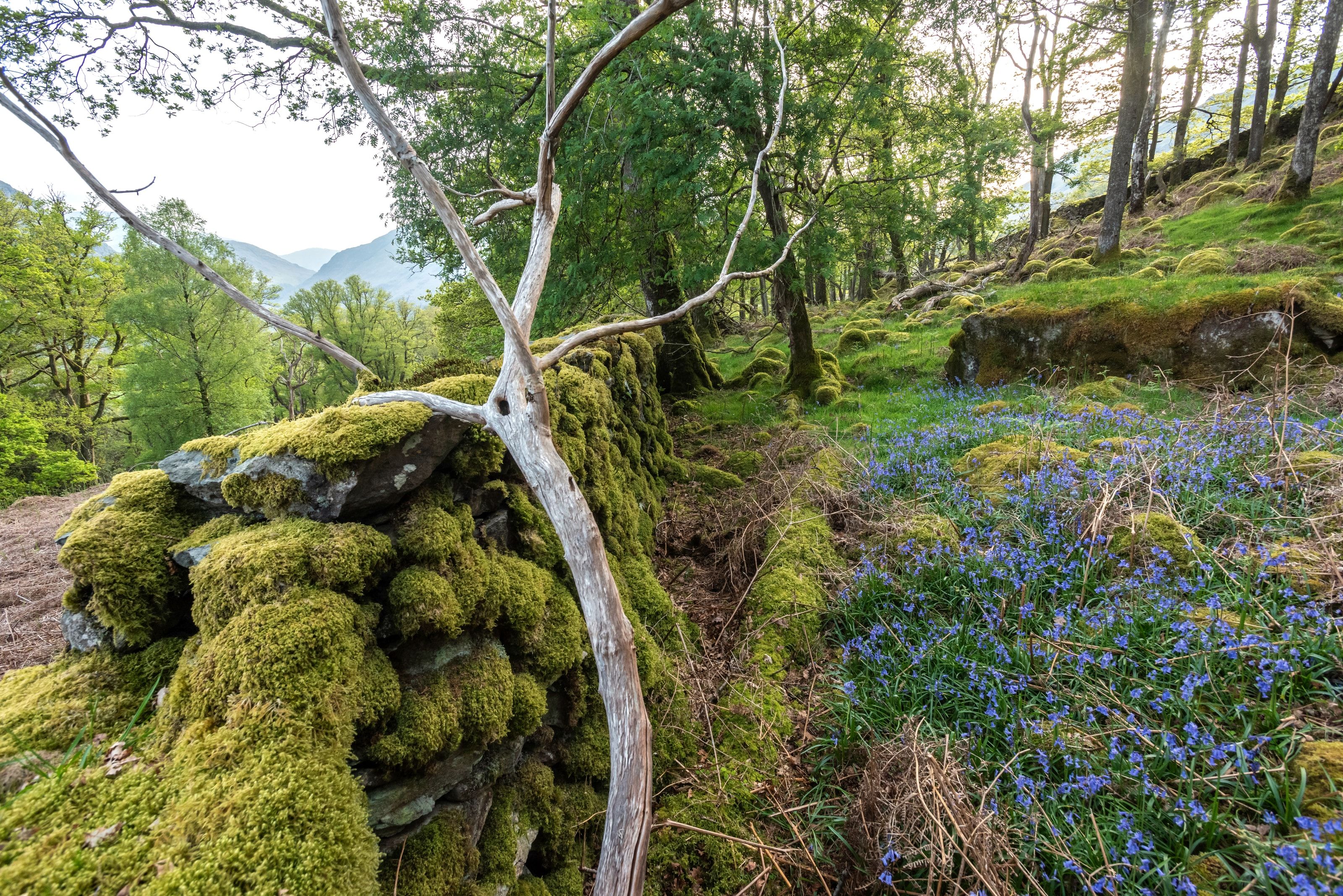 Bluebells growing next to a mossy stone wall in the Borrowdale rainforest National Trust Images Paul Harris