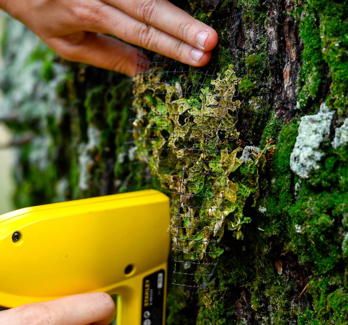 Stapling the very rare Lobaria pulmonaria onto a new receptor tree in an attempt to conserve this species.