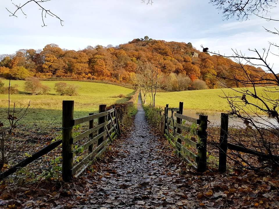A leaf-strewn track between fences leading up to the autumn woods on Castlehead