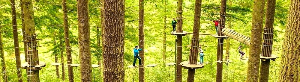 Rope bridges and platforms strung between tall conifers on a high ropes course