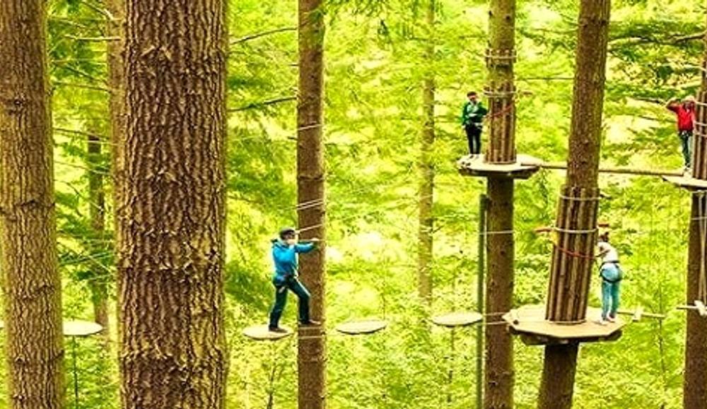 Rope bridges and platforms strung between tall conifers on a high ropes course