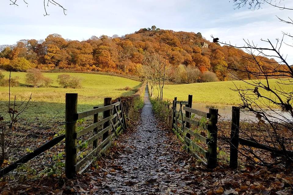 Castlehead Wood