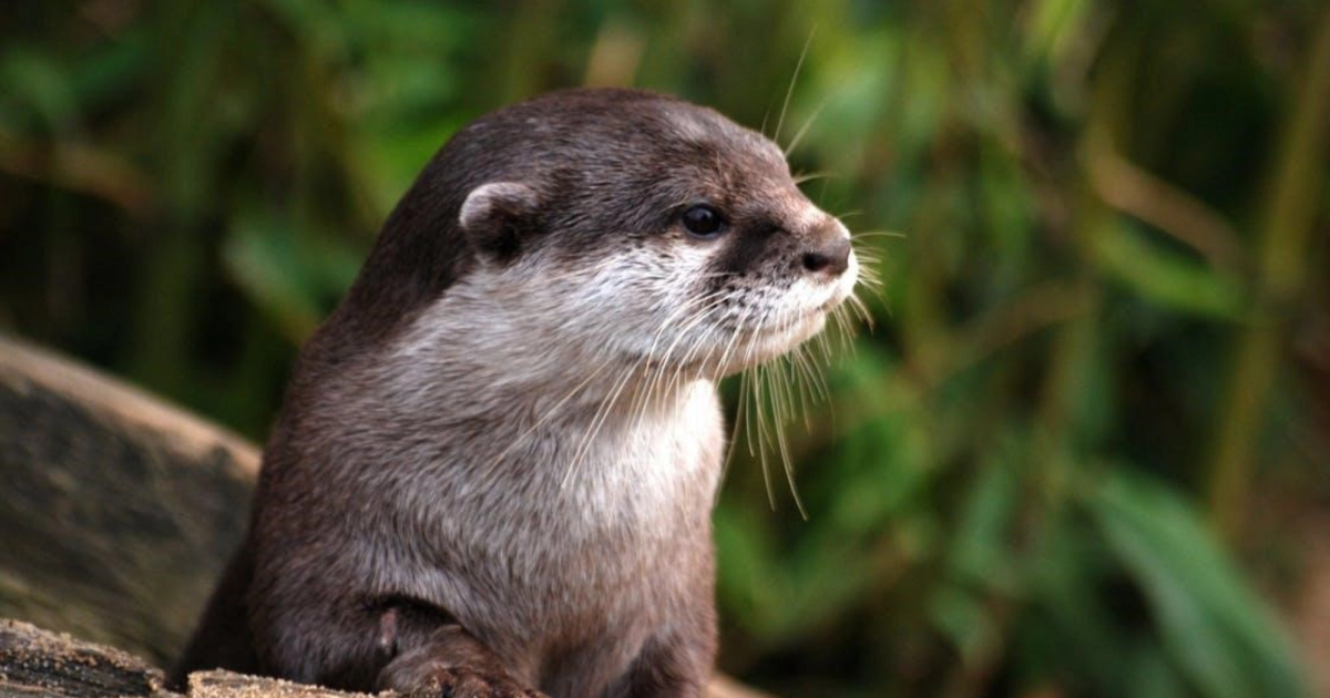 Otter