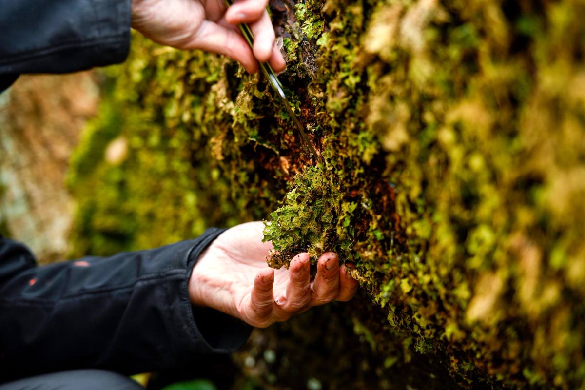 Careful removal of the endangered lungwort lichen.