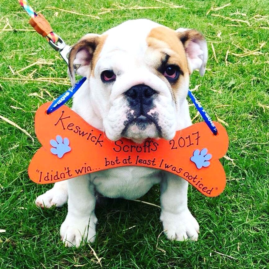 English bulldog wearing his