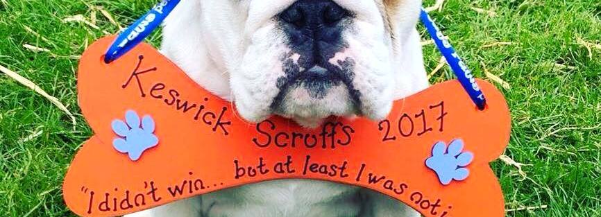 English bulldog wearing his