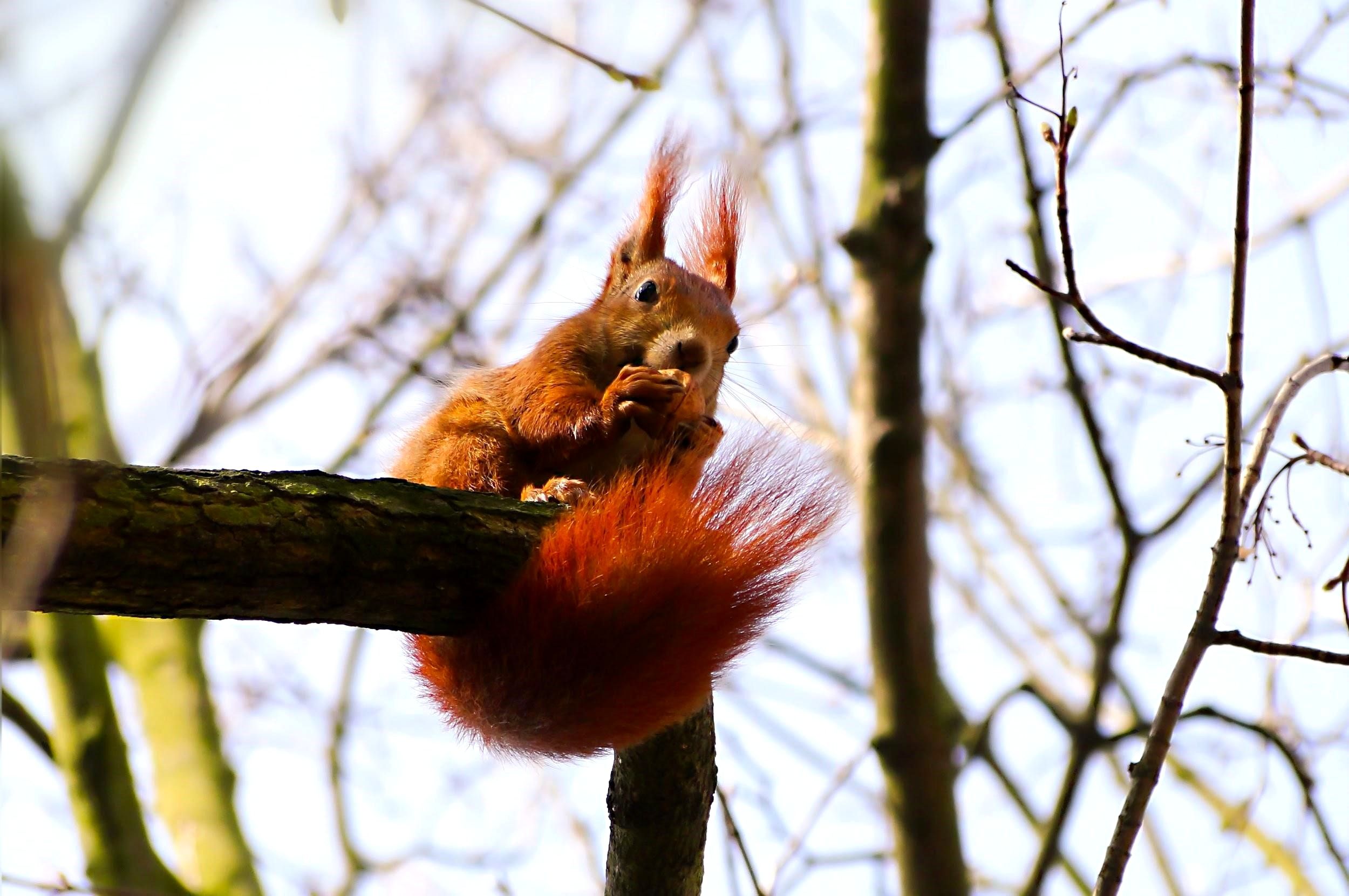 Red Squirrel