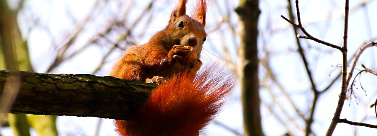 Red Squirrel