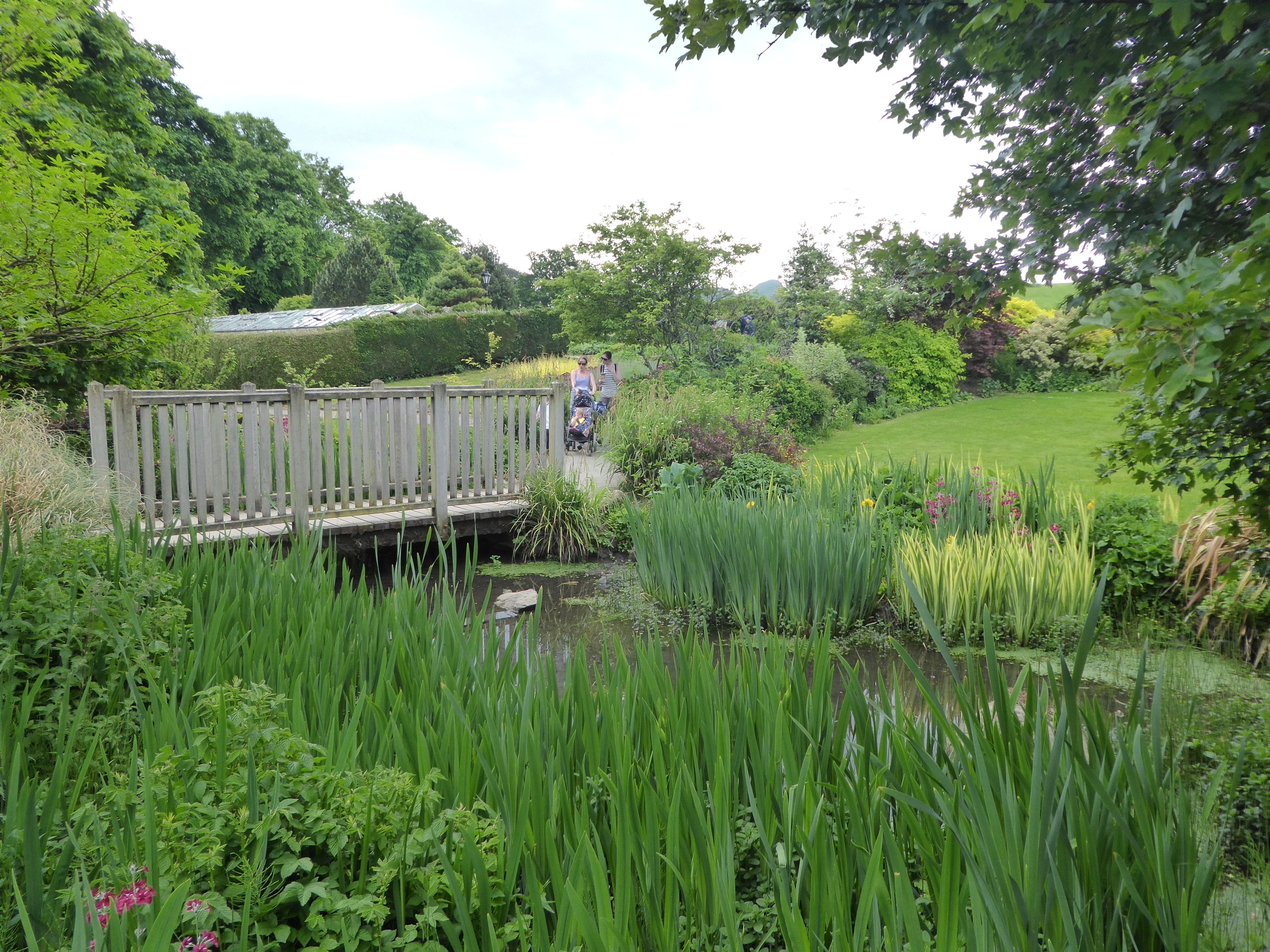 A timber boardwalk winding through tall reeds and irises in the park