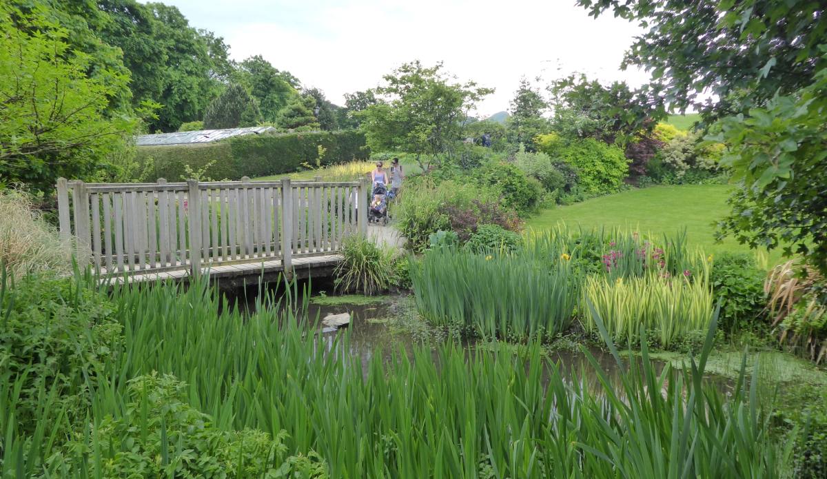 A timber boardwalk winding through tall reeds and irises in the park