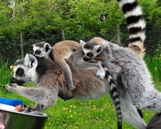 Ring tailed lemurs