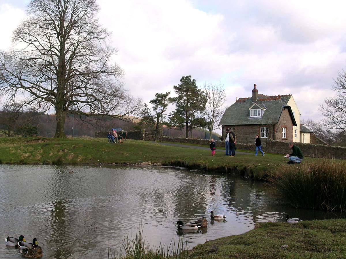 Ducks on a village pond with a stone house and bare trees behind