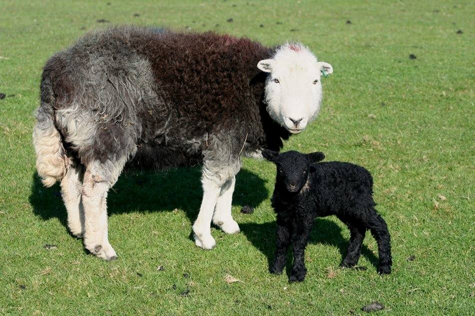 A grey Herdwick ewe standing with her black lamb in a field