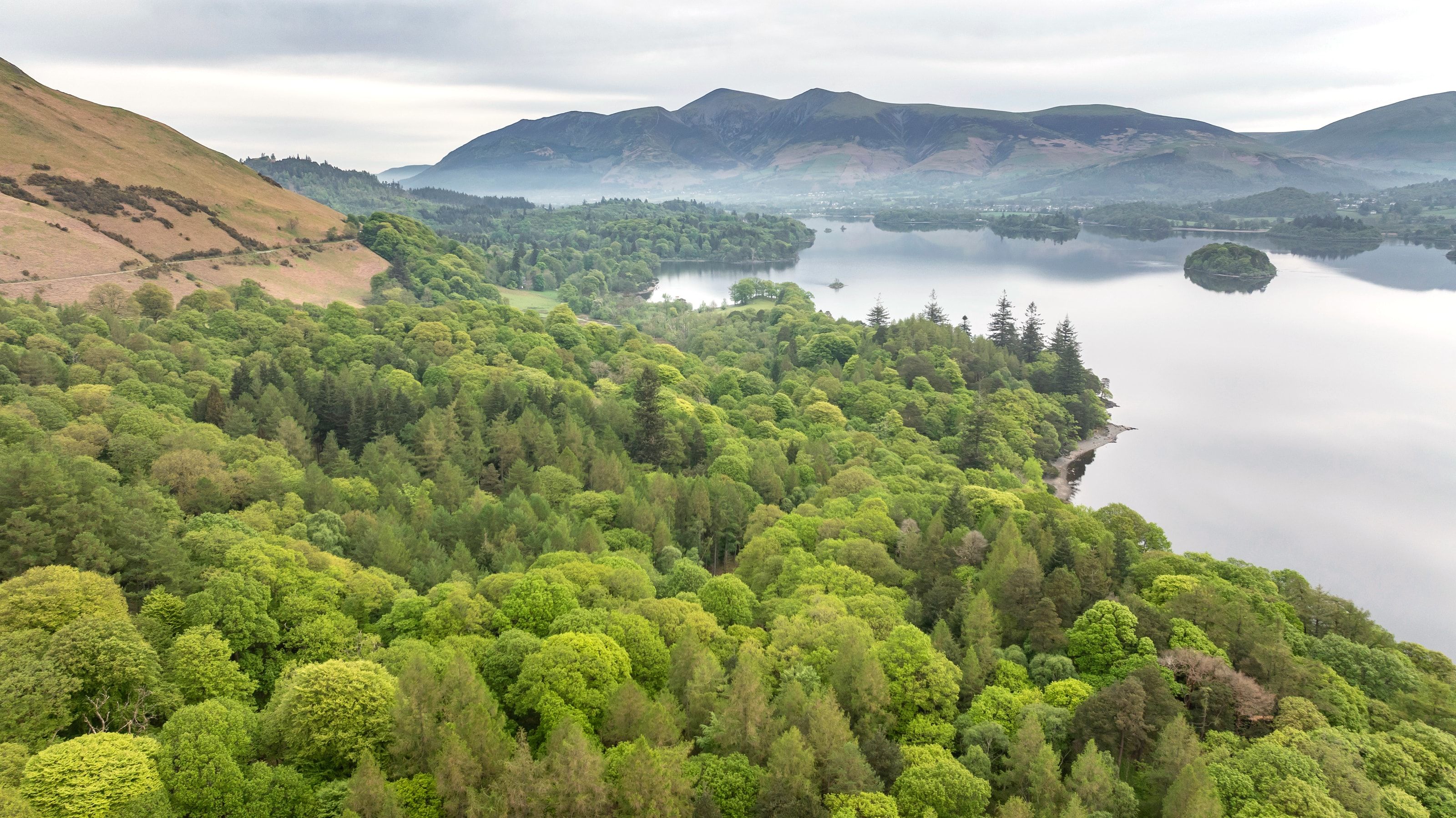 Looking over the rainforest at Brandlehow wood to Keswick and Skiddaw National Trust Images Paul Harris