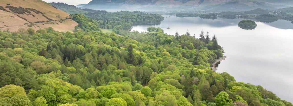 Looking over the rainforest at Brandlehow wood to Keswick and Skiddaw National Trust Images Paul Harris