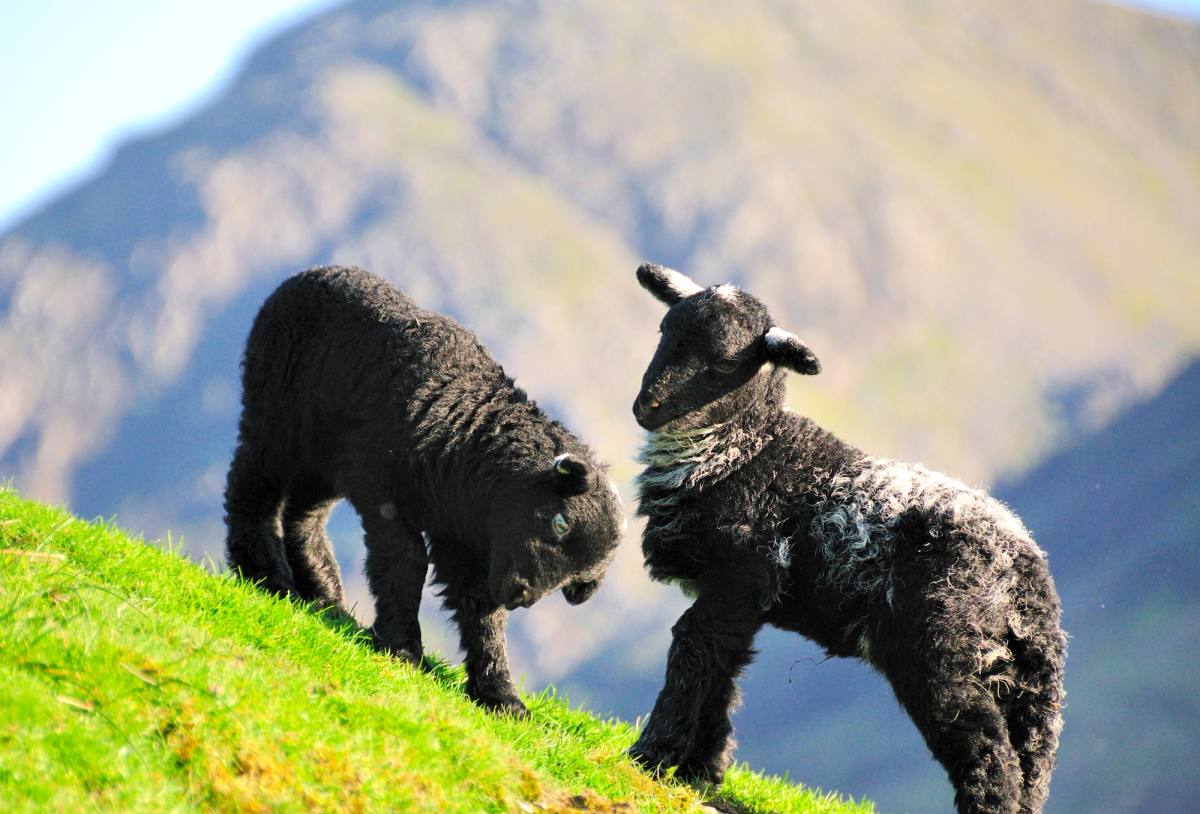 Two dark Herdwick lambs on a steep green fellside
