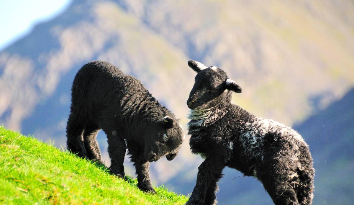 Two dark Herdwick lambs on a steep green fellside