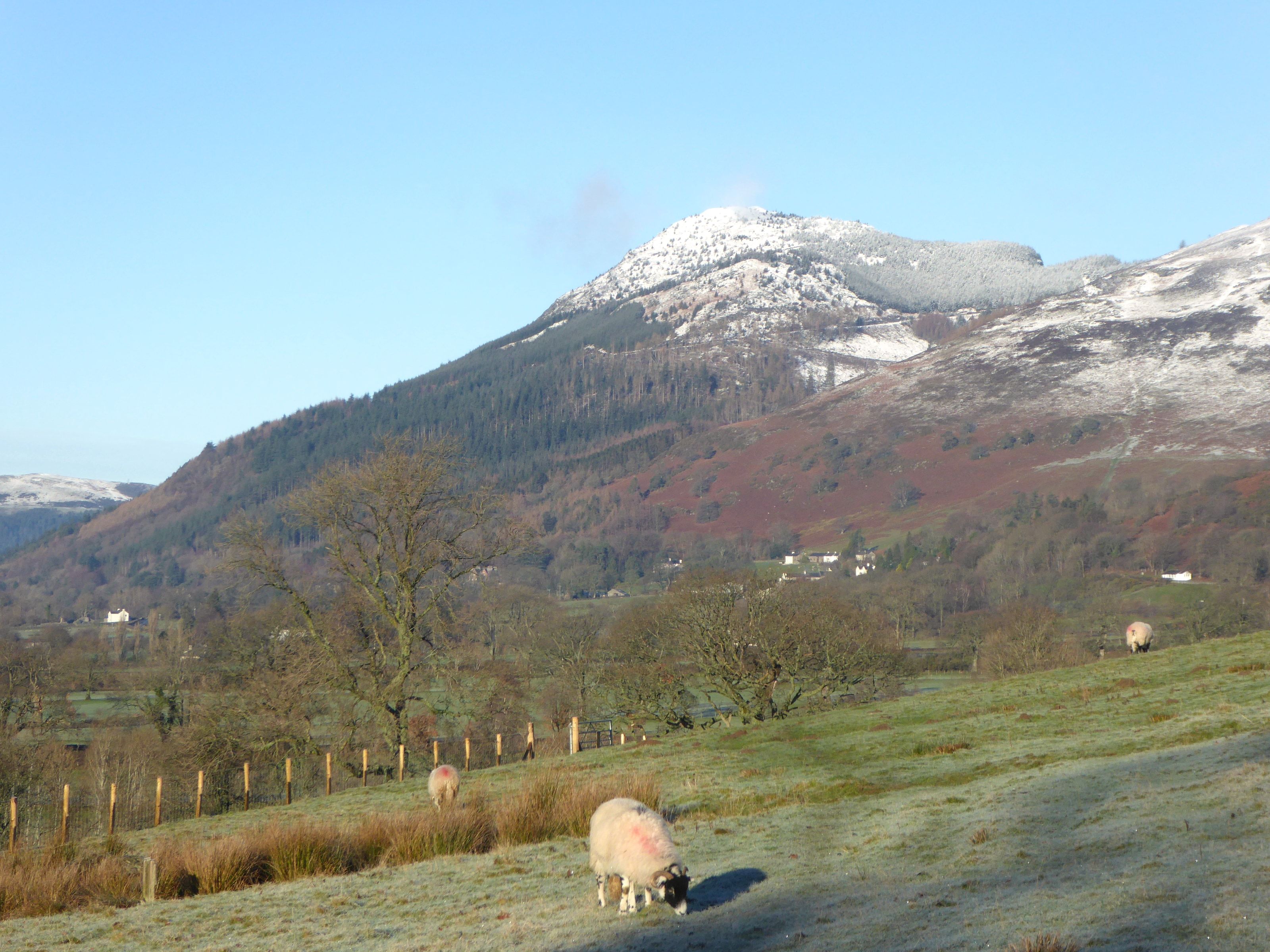 Snow-covered Skiddaw rising above green fields with sheep grazing