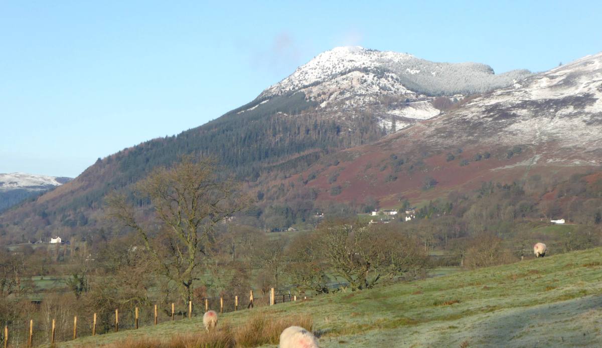 Snow-covered Skiddaw rising above green fields with sheep grazing