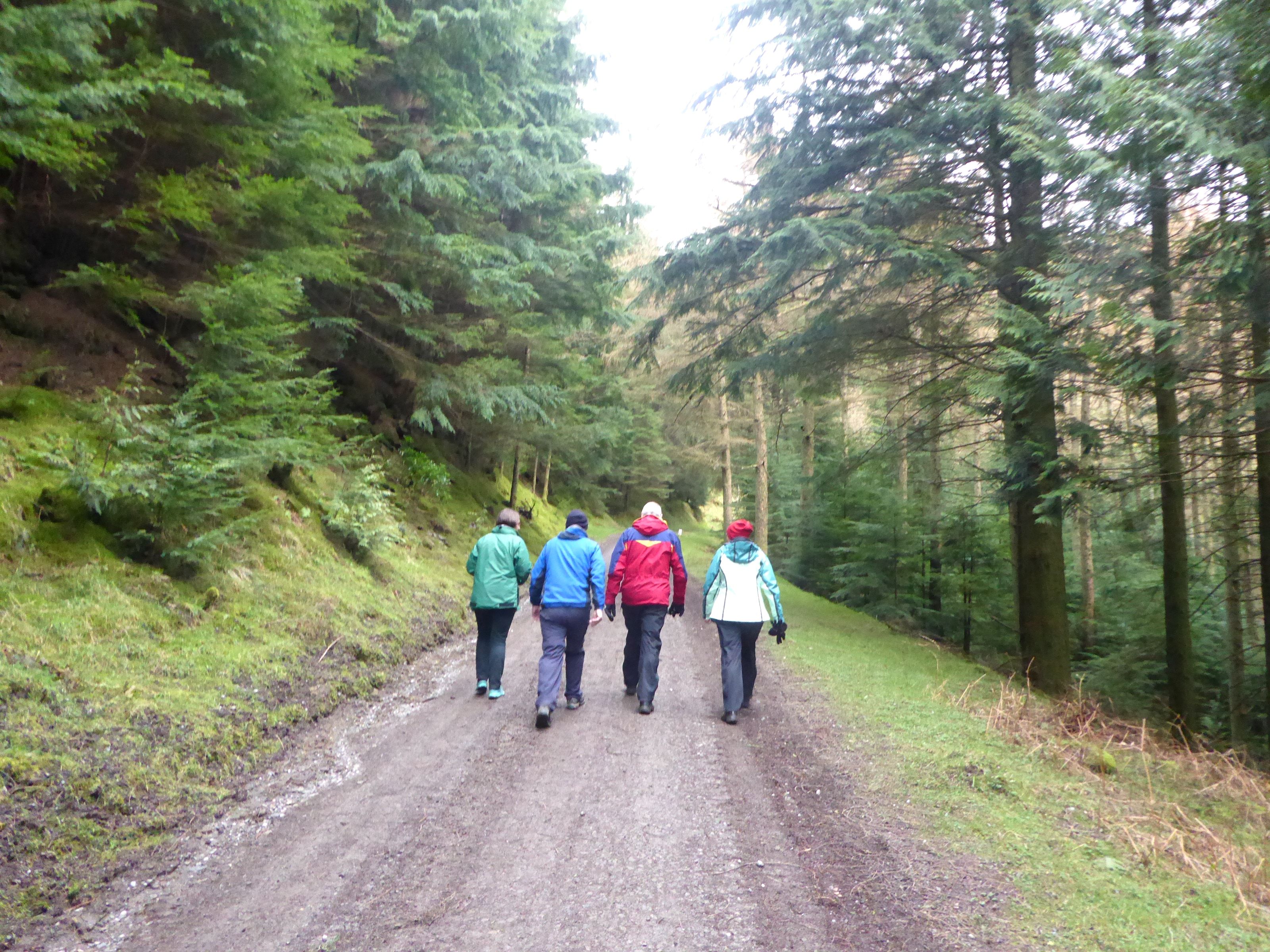 Four walkers side by side on a broad forest track through conifers