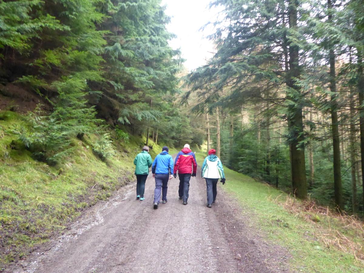 Four walkers side by side on a broad forest track through conifers