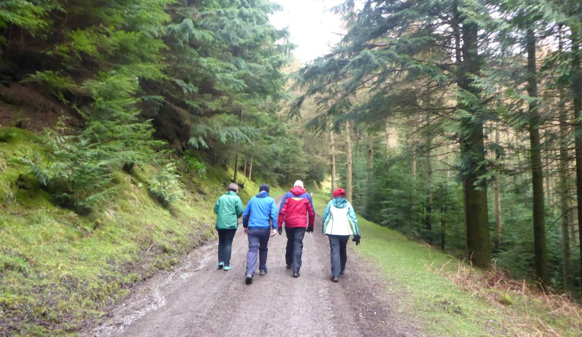 Four walkers side by side on a broad forest track through conifers