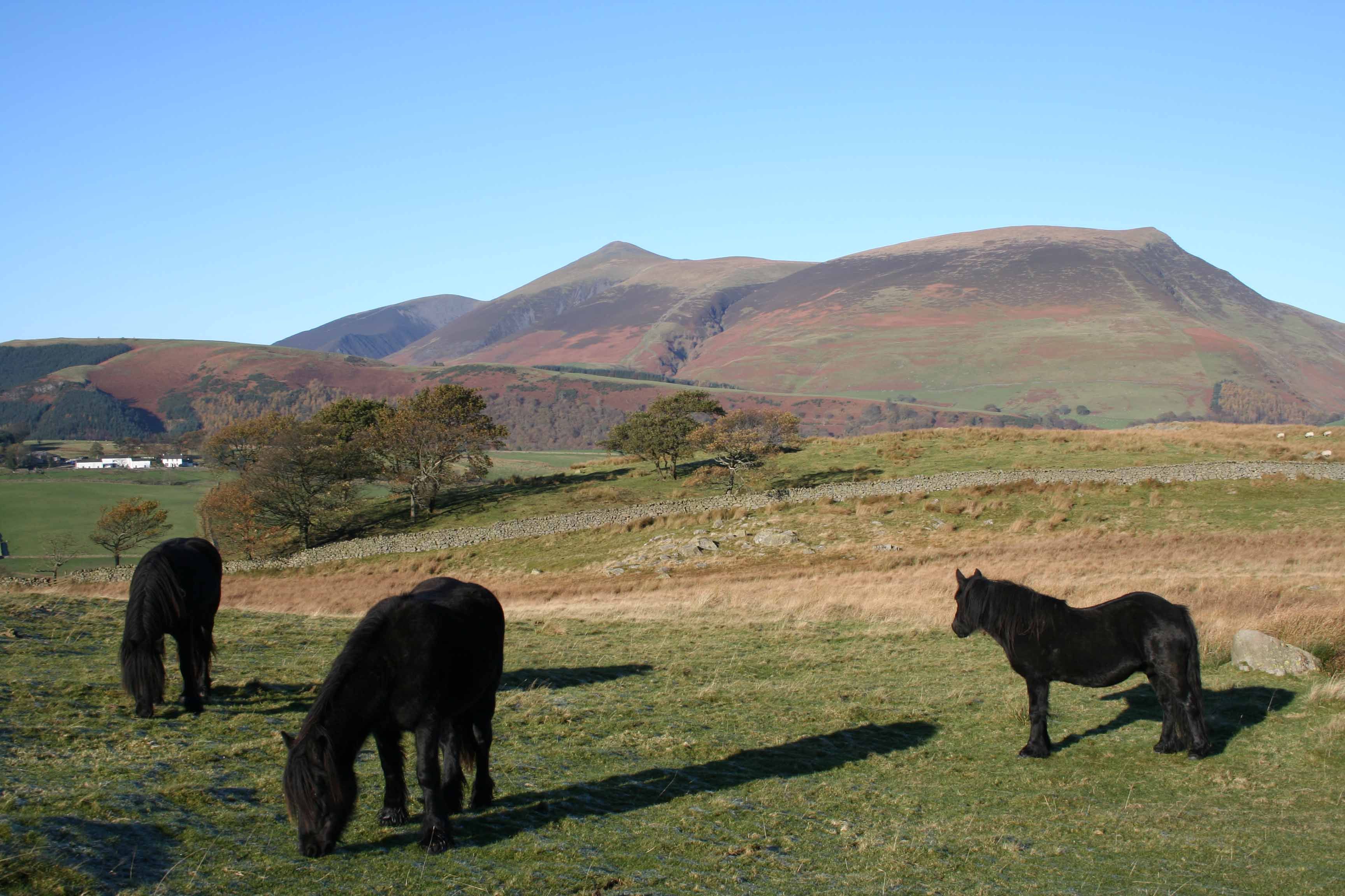 three black horses with mountain background