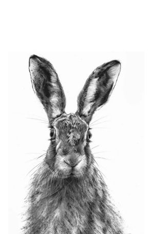 "The Charcoal Hare' ... The Art of Expressive Animal Portraiture' with Sarah Stokes