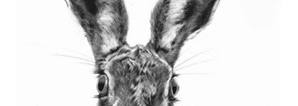 "The Charcoal Hare' ... The Art of Expressive Animal Portraiture' with Sarah Stokes
