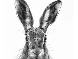 "The Charcoal Hare' ... The Art of Expressive Animal Portraiture' with Sarah Stokes