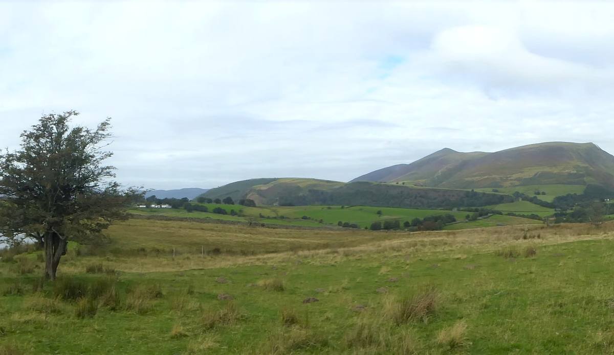 A quiet upland tarn with a single tree on its shore