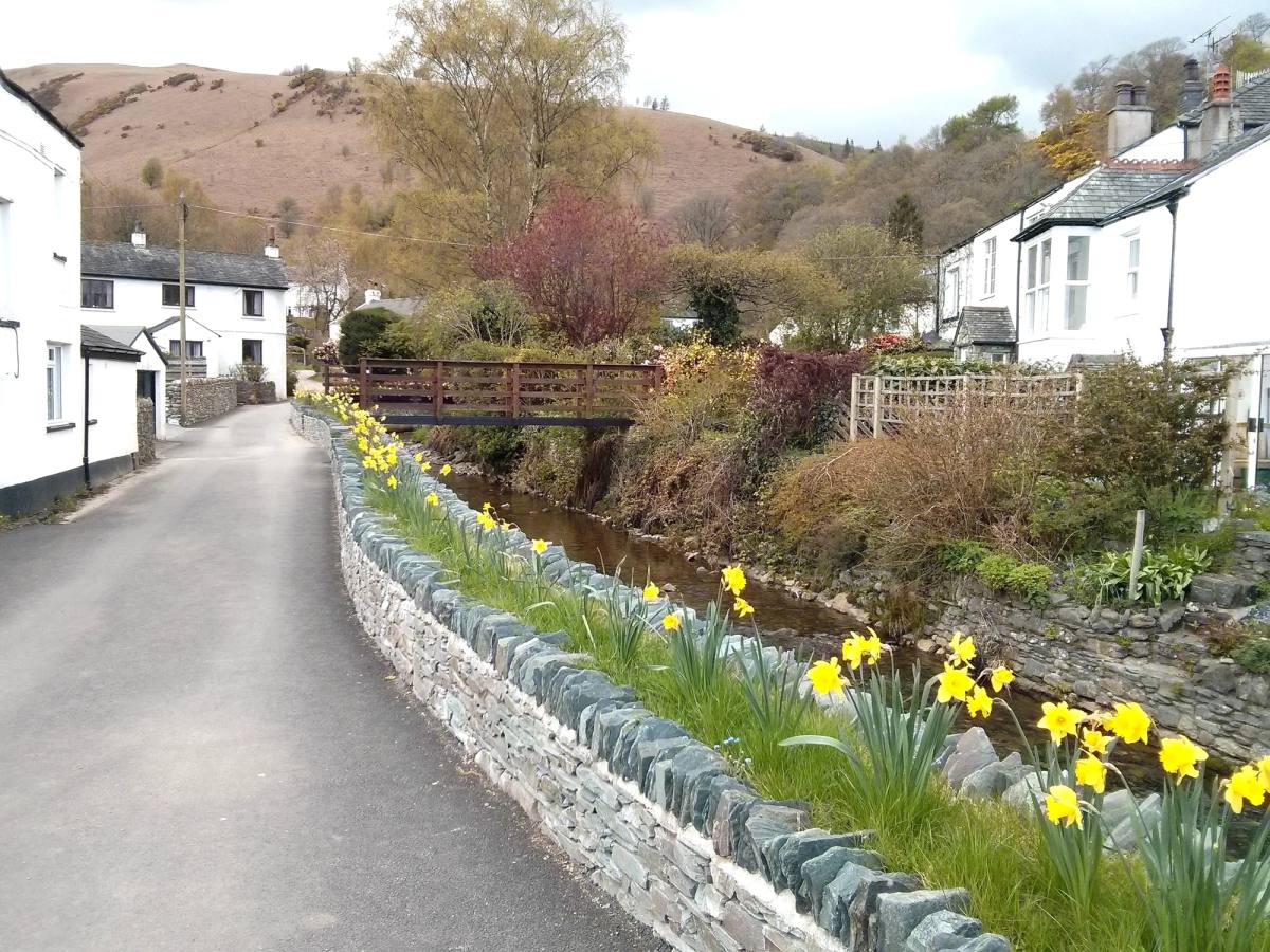 Daffodils in flower along a low wall beside a lane of white cottages