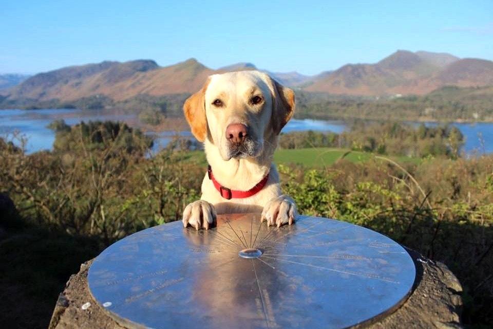 Dog at Castlehead cairn