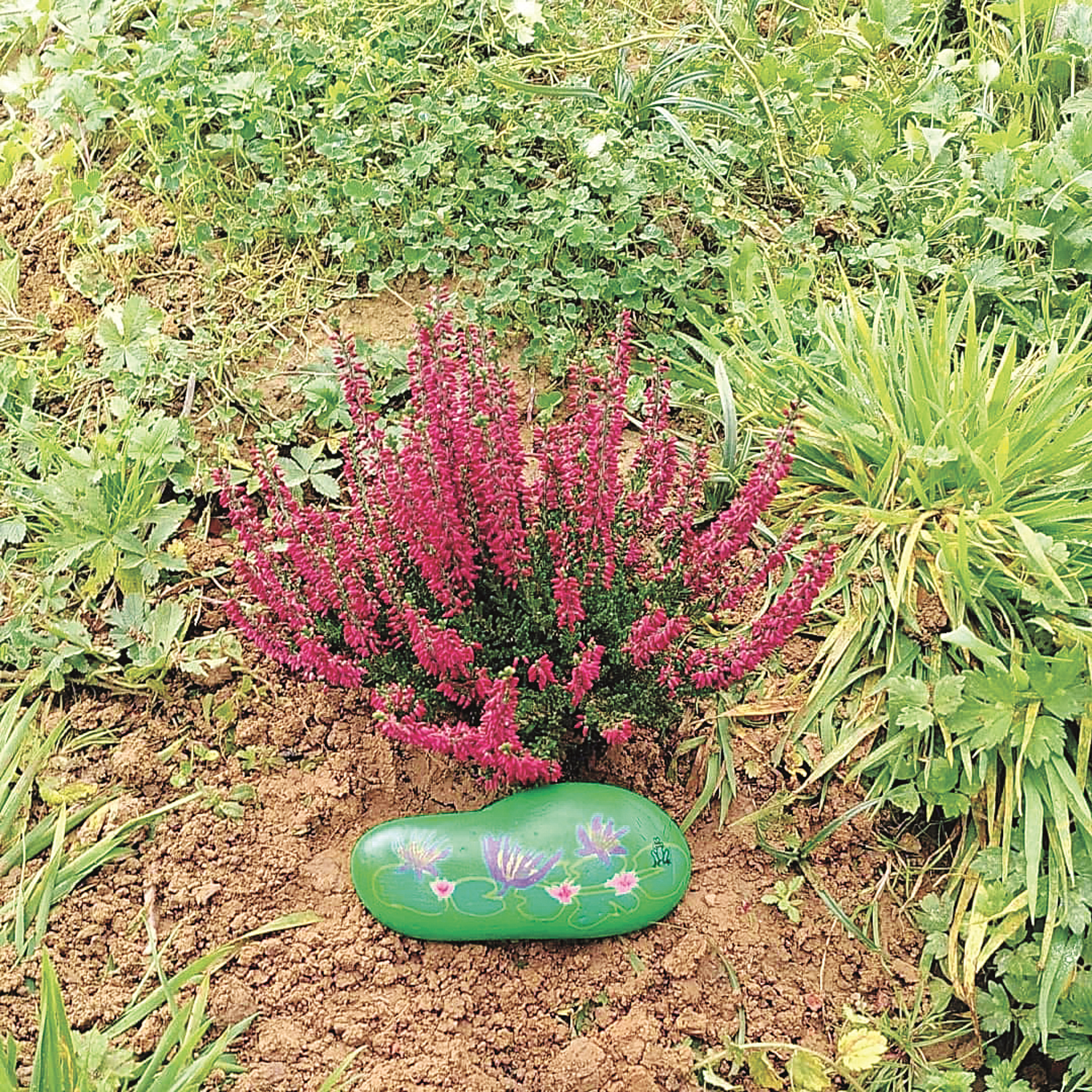 rock next to a bush