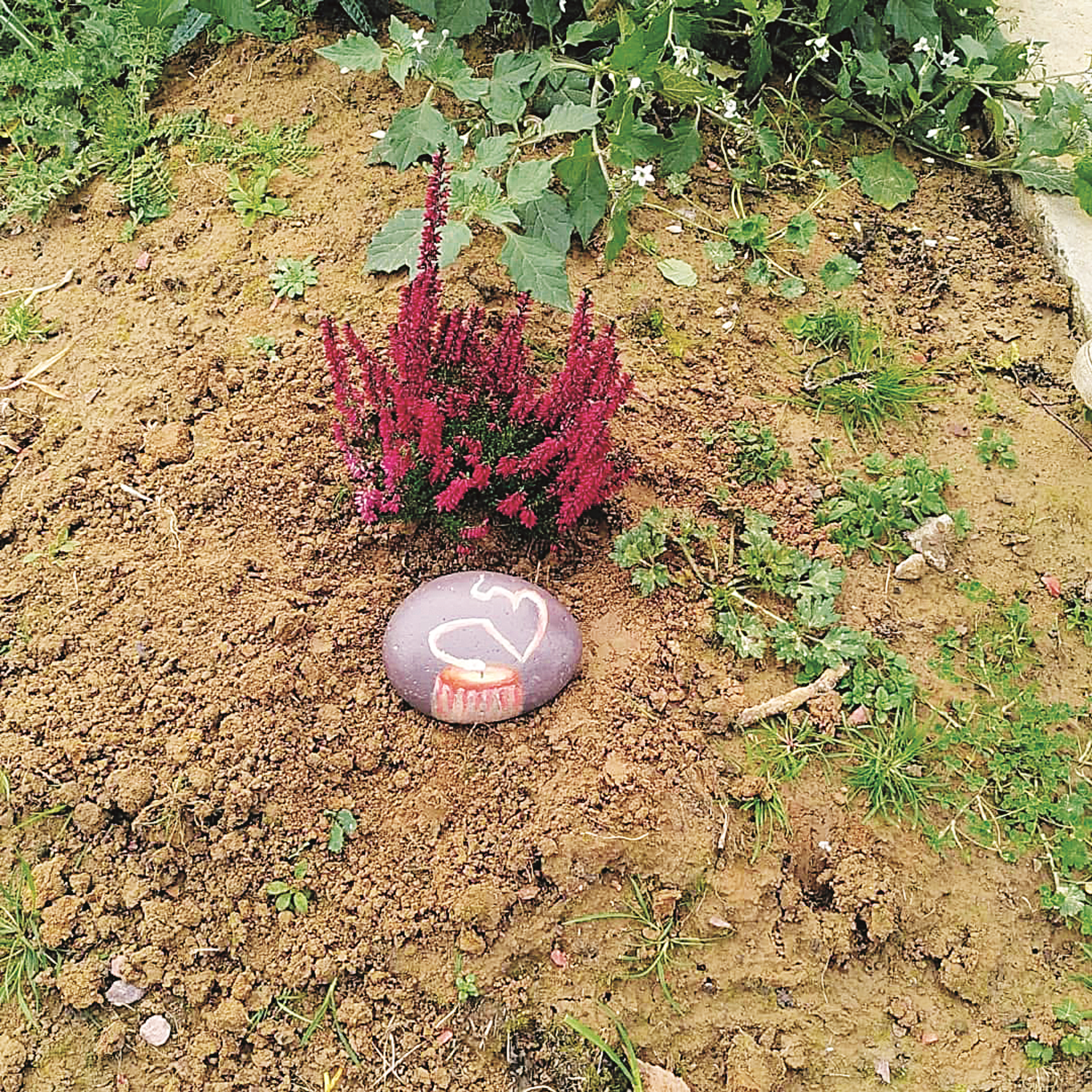 rock next to a bush