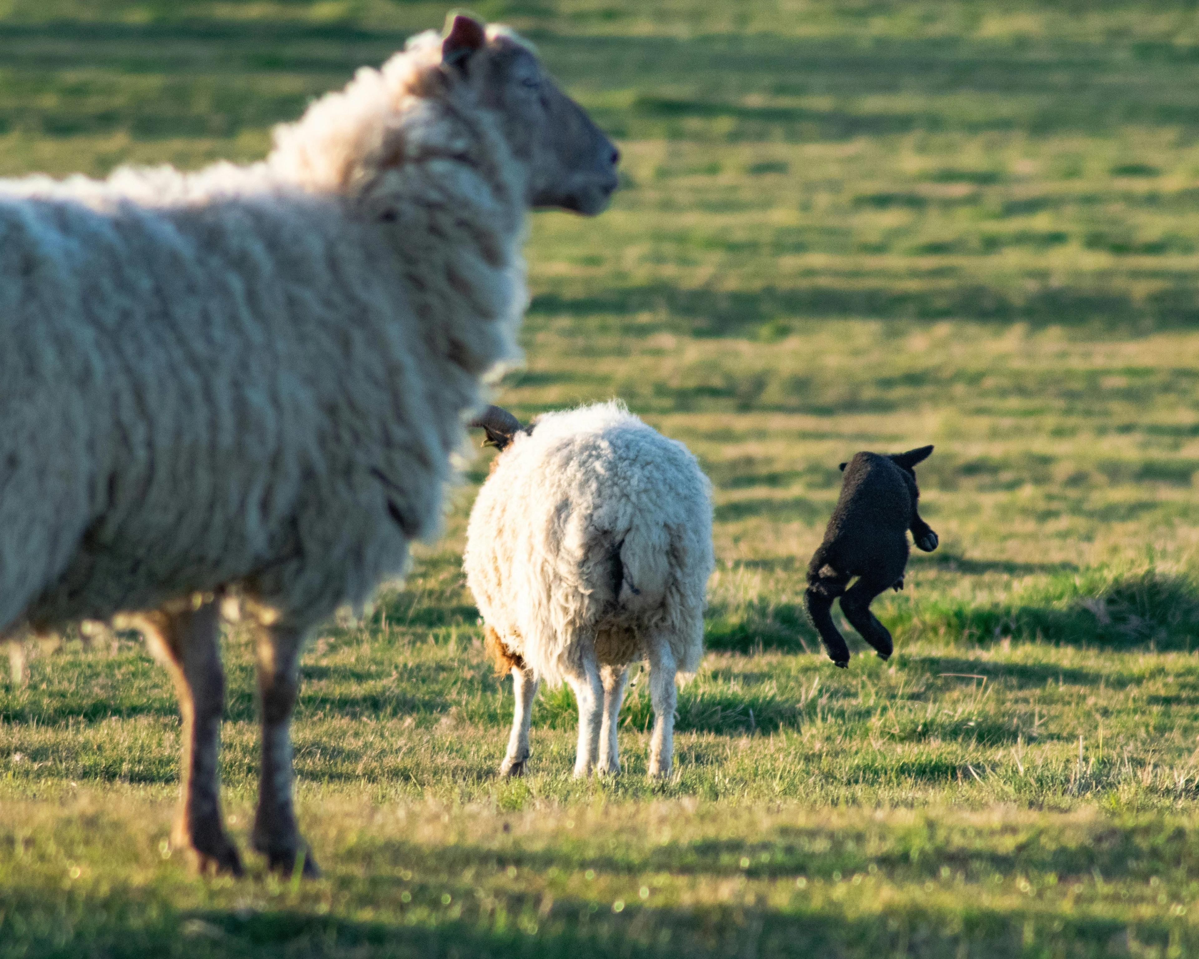 Two white sheep and black lamb