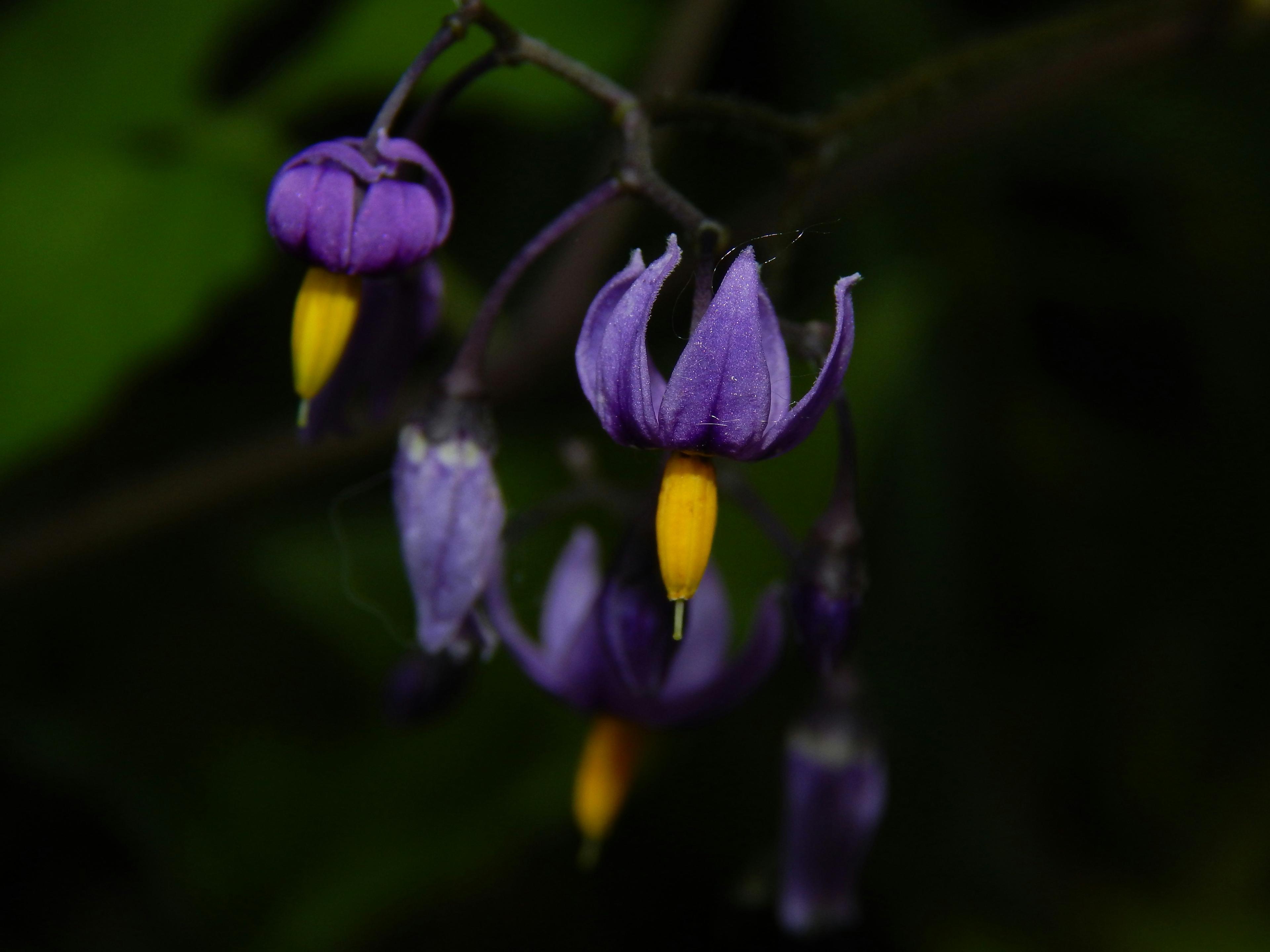 Deadly nightshade