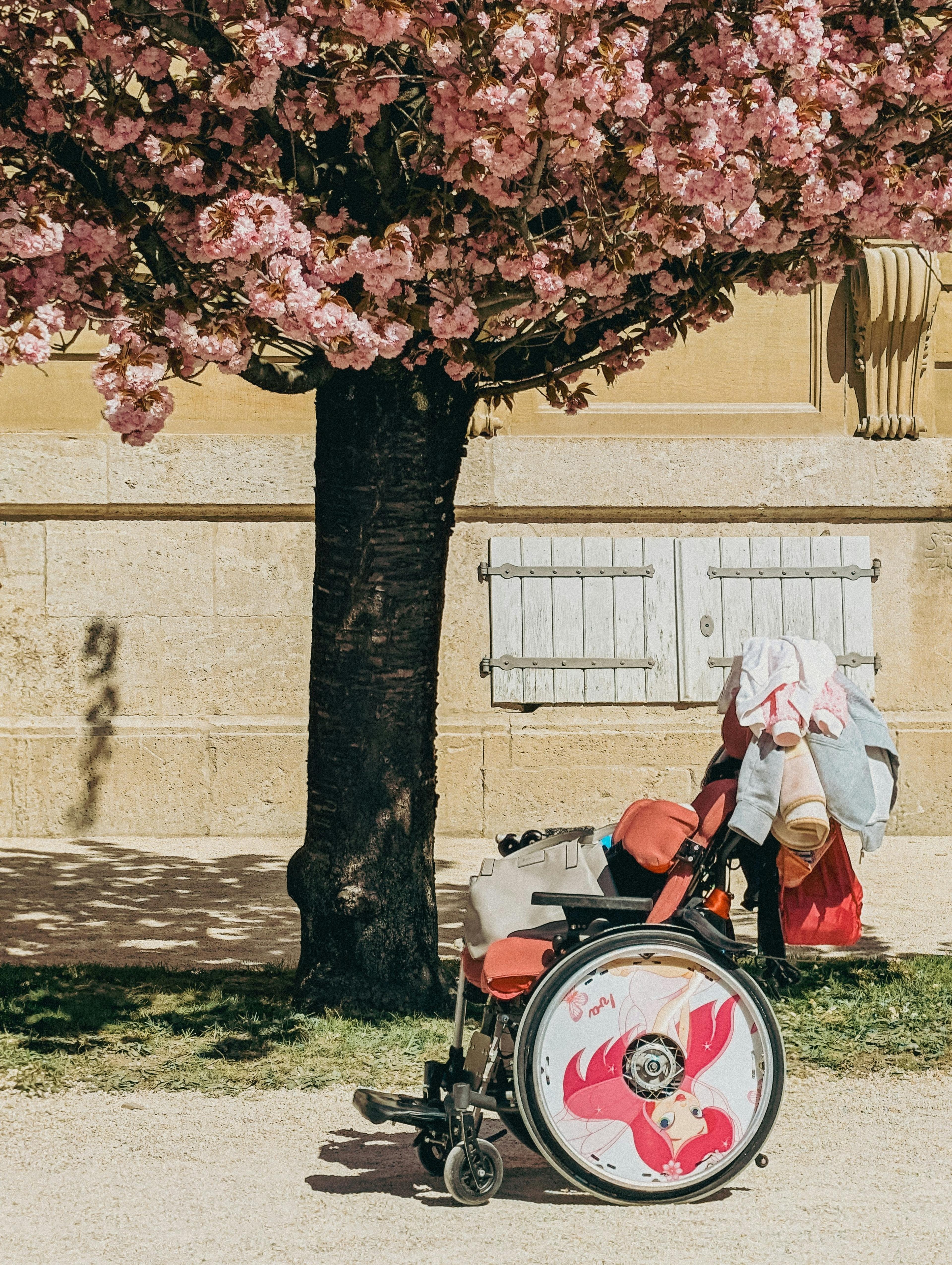 A wheelchair beneath a cherry blossom in Würzburg, Germany.