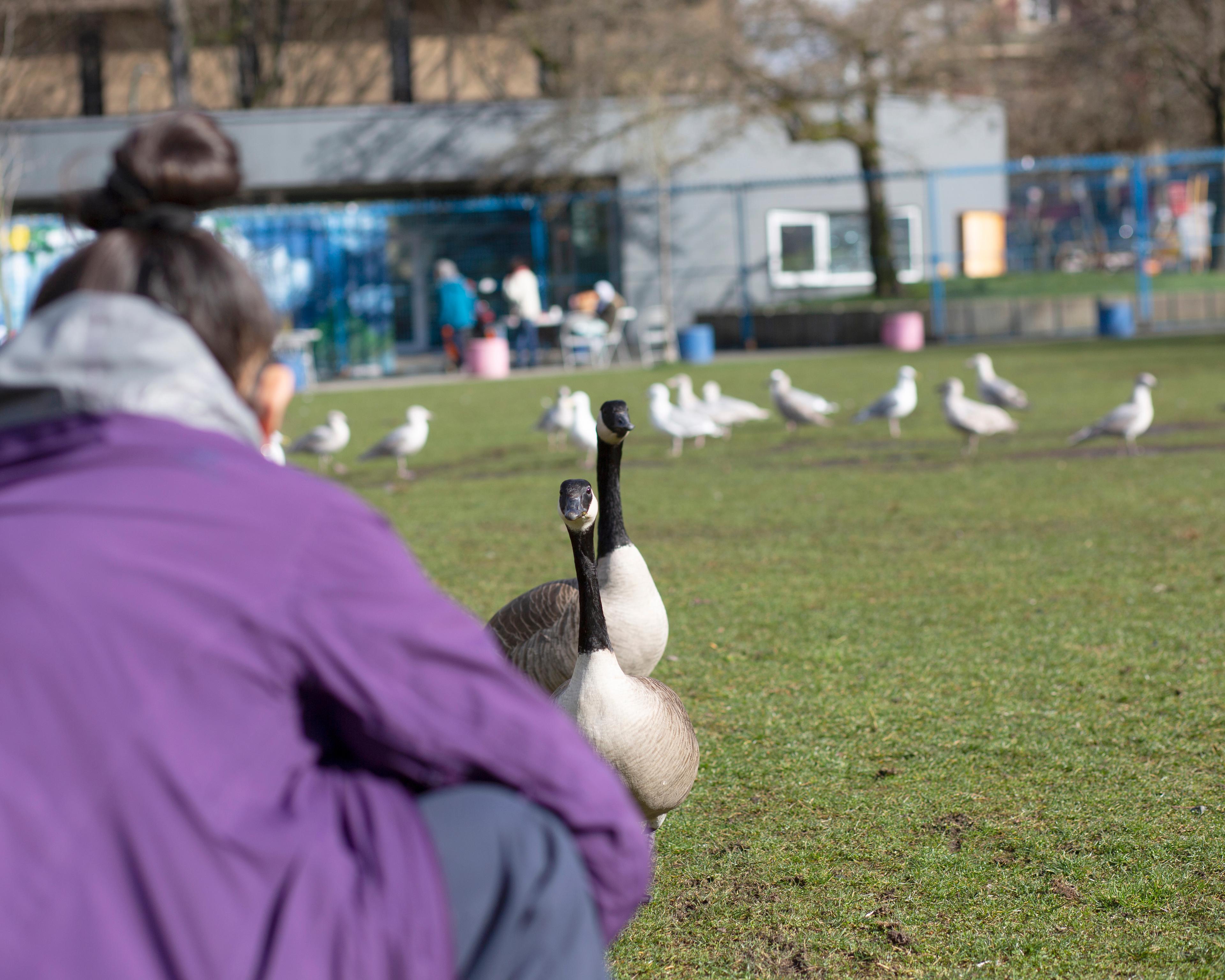 A woman taking photos of geese