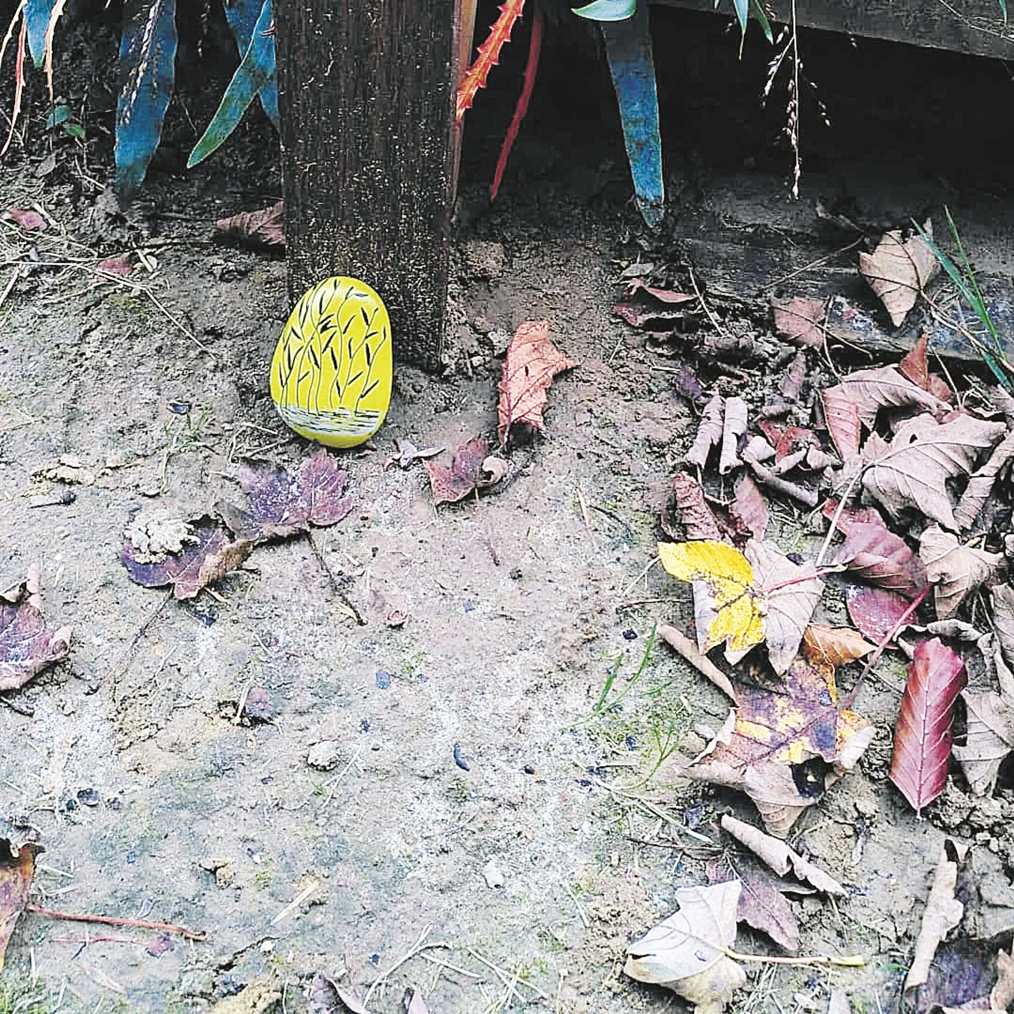 rock next to a tree