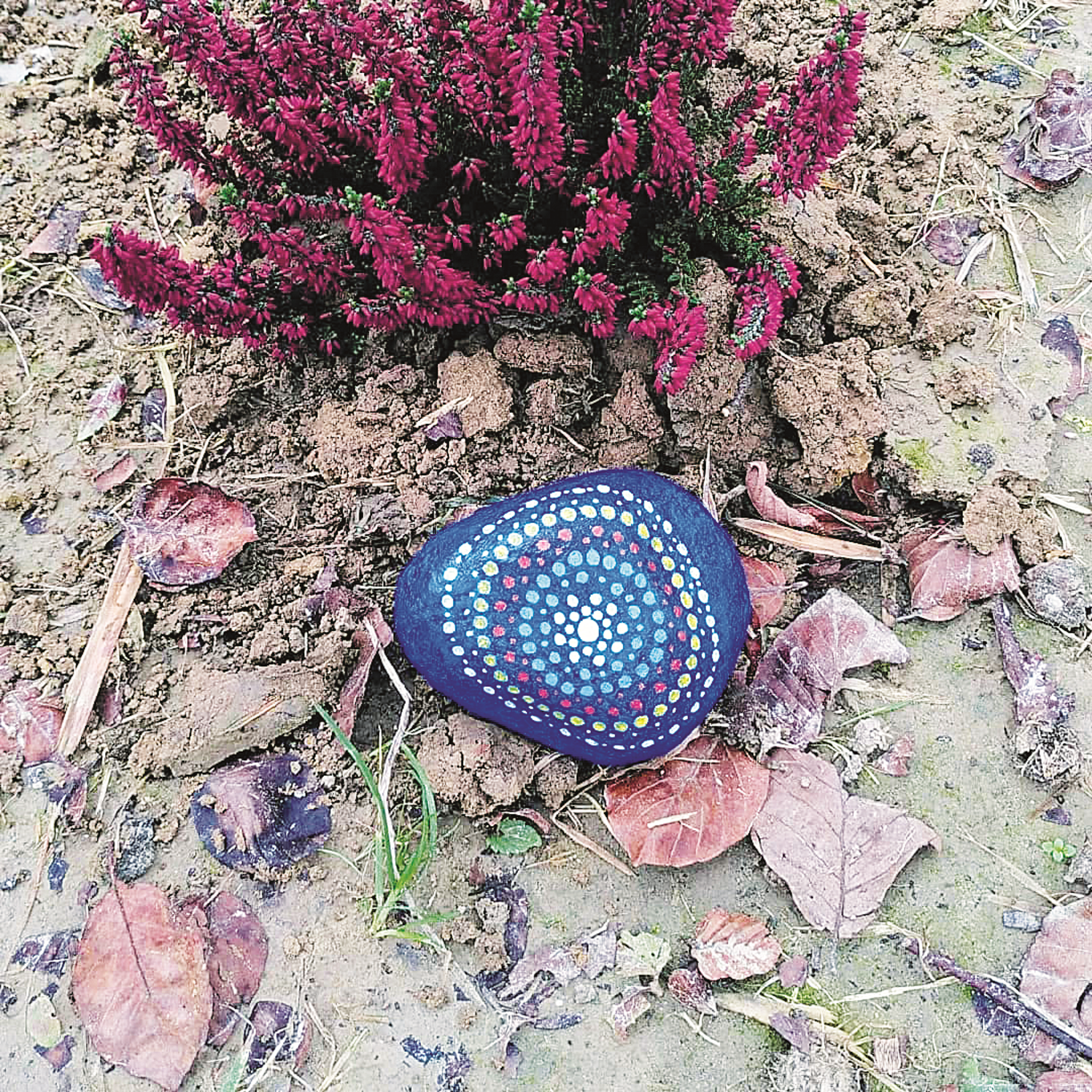 rock next to a bush