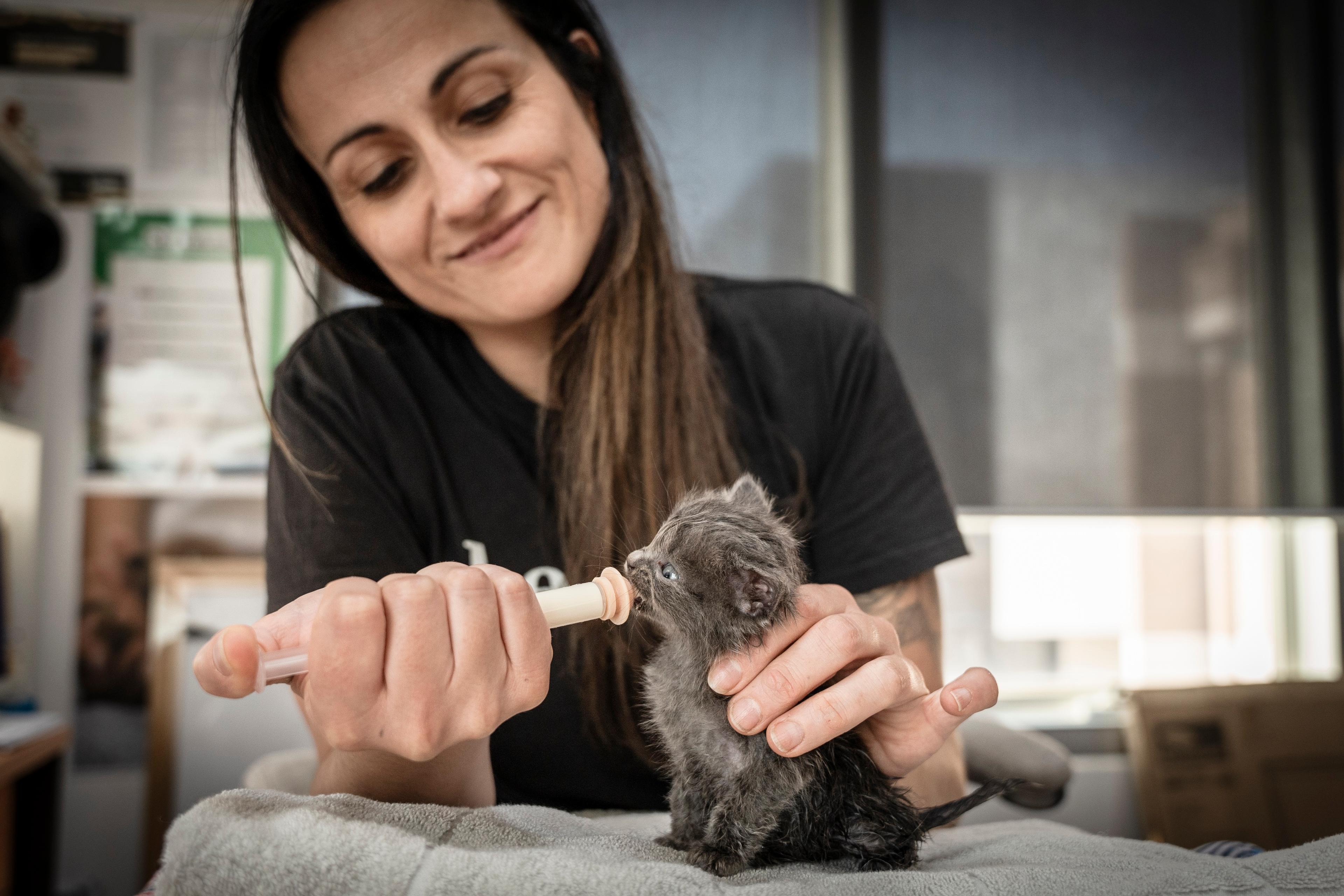 Marisa Debattista feeding a surrendered kitten,