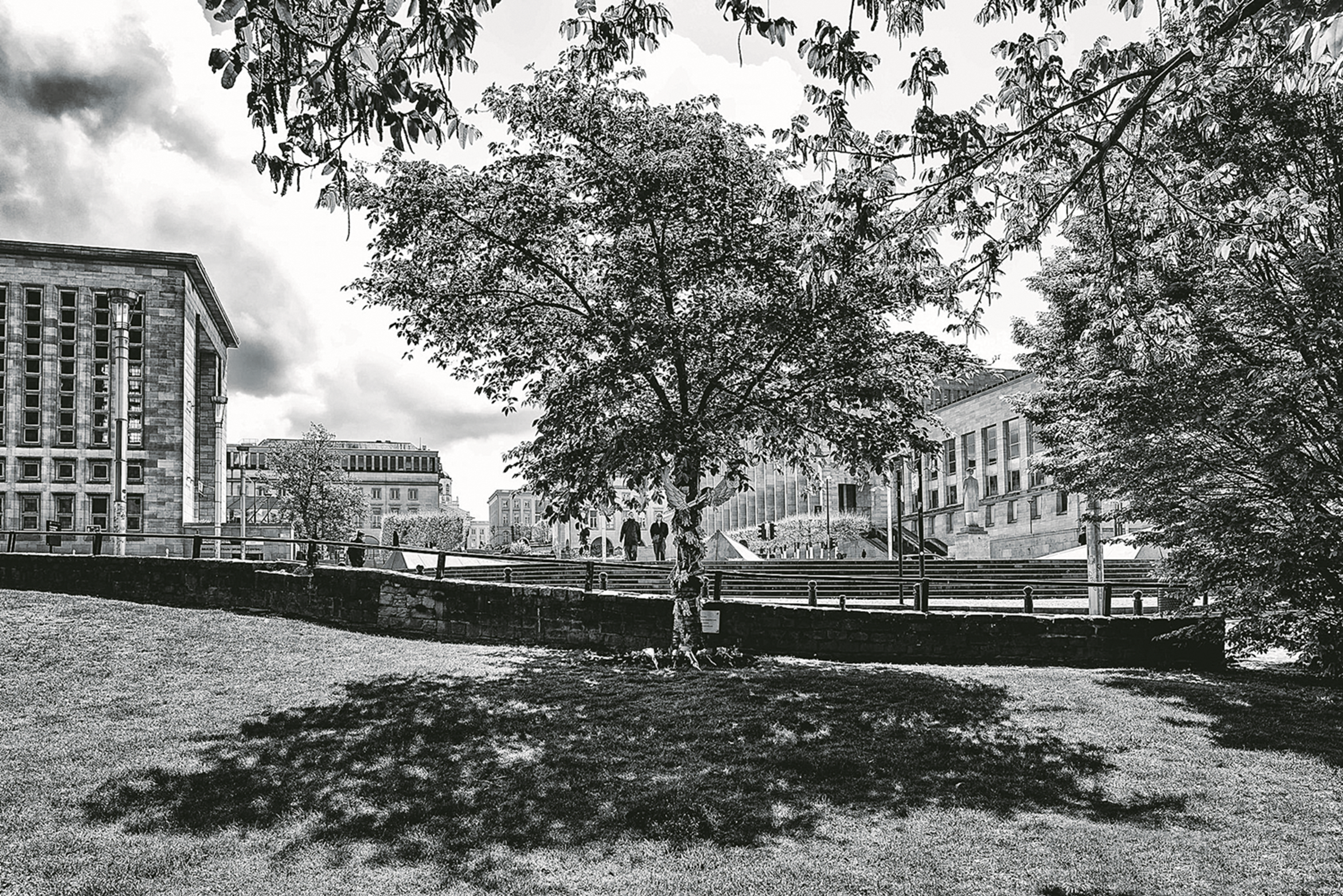 black and white photo of a tree in a park