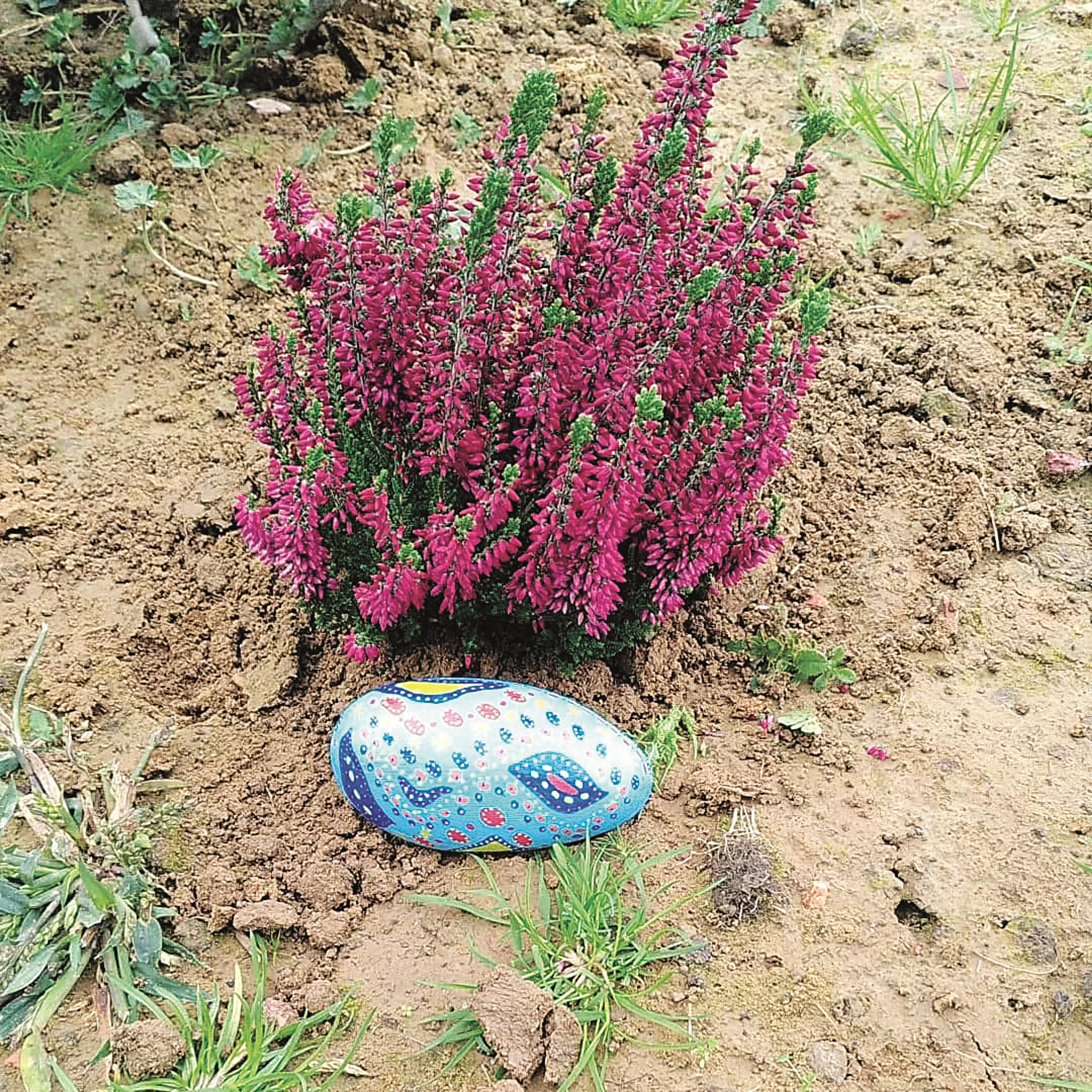 rock next to a bush