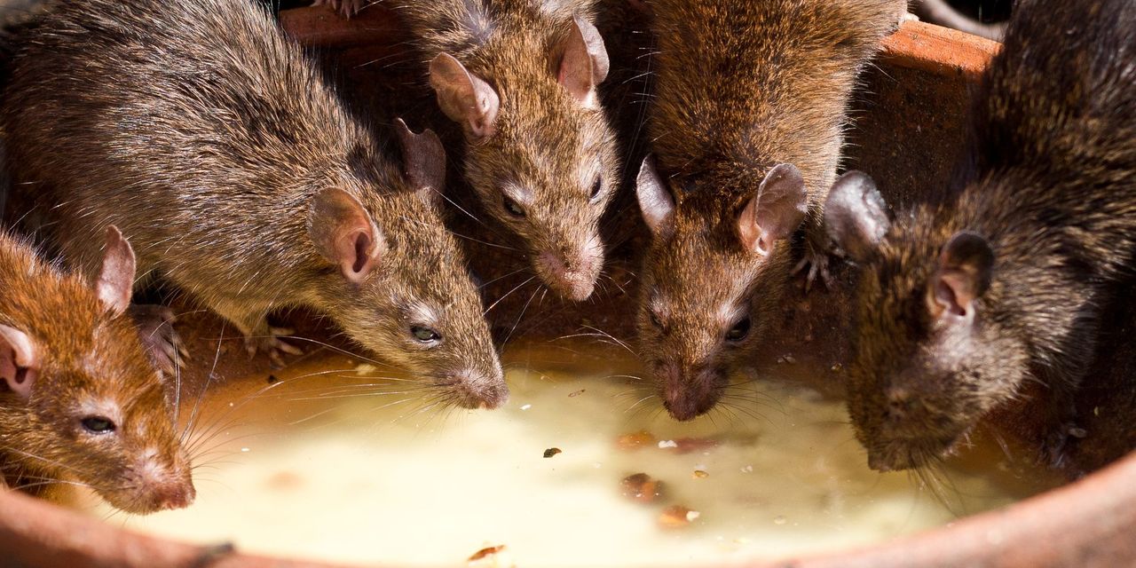 ClickFix Fake Updates Are Now Delivering ChainScript RAT