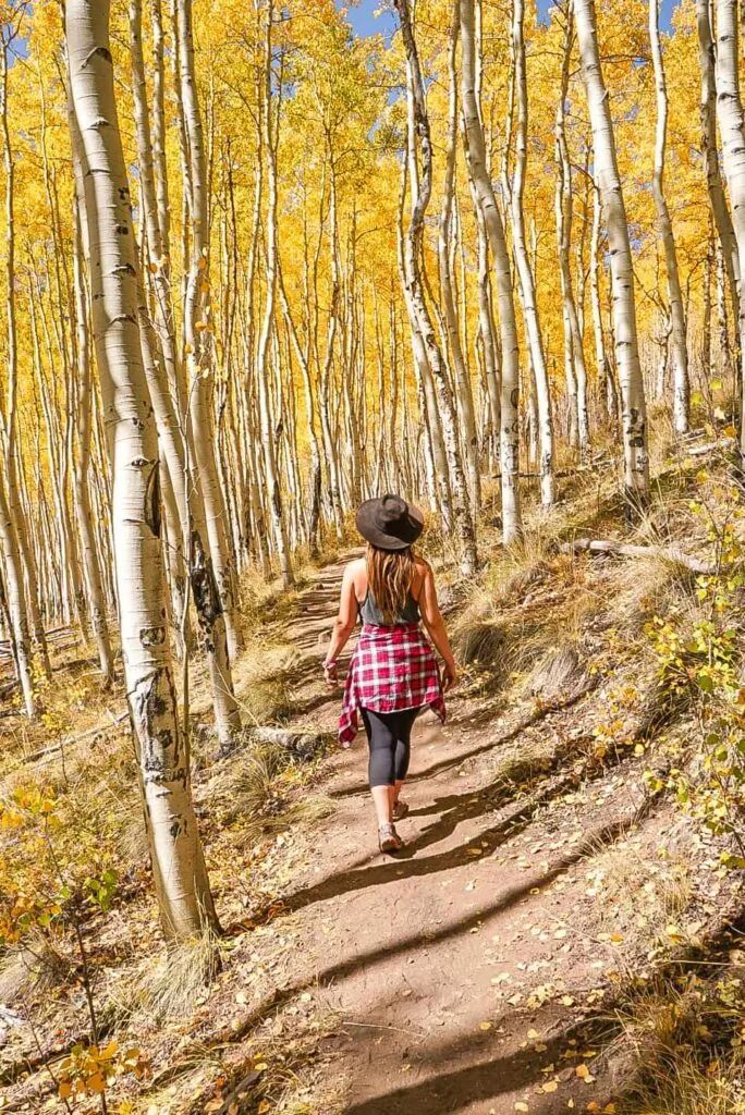 A trail through golden aspens in fall