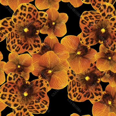 Orange Black Orchid
