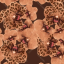 Apricot Chocolate Orchid
