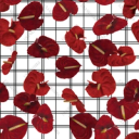 Red Anthurium