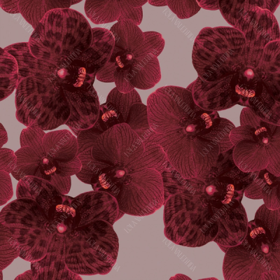 Wine Mauve Orchid